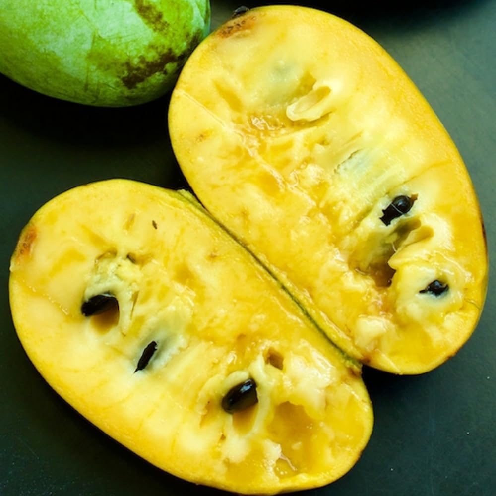 Pawpaw Tree Live Plant, 6-14 Inch Tall, Quart Pot, Cold Hardy Paw Paw Plant Live, Pawpaw Fruit Tree for Outdoor Planting