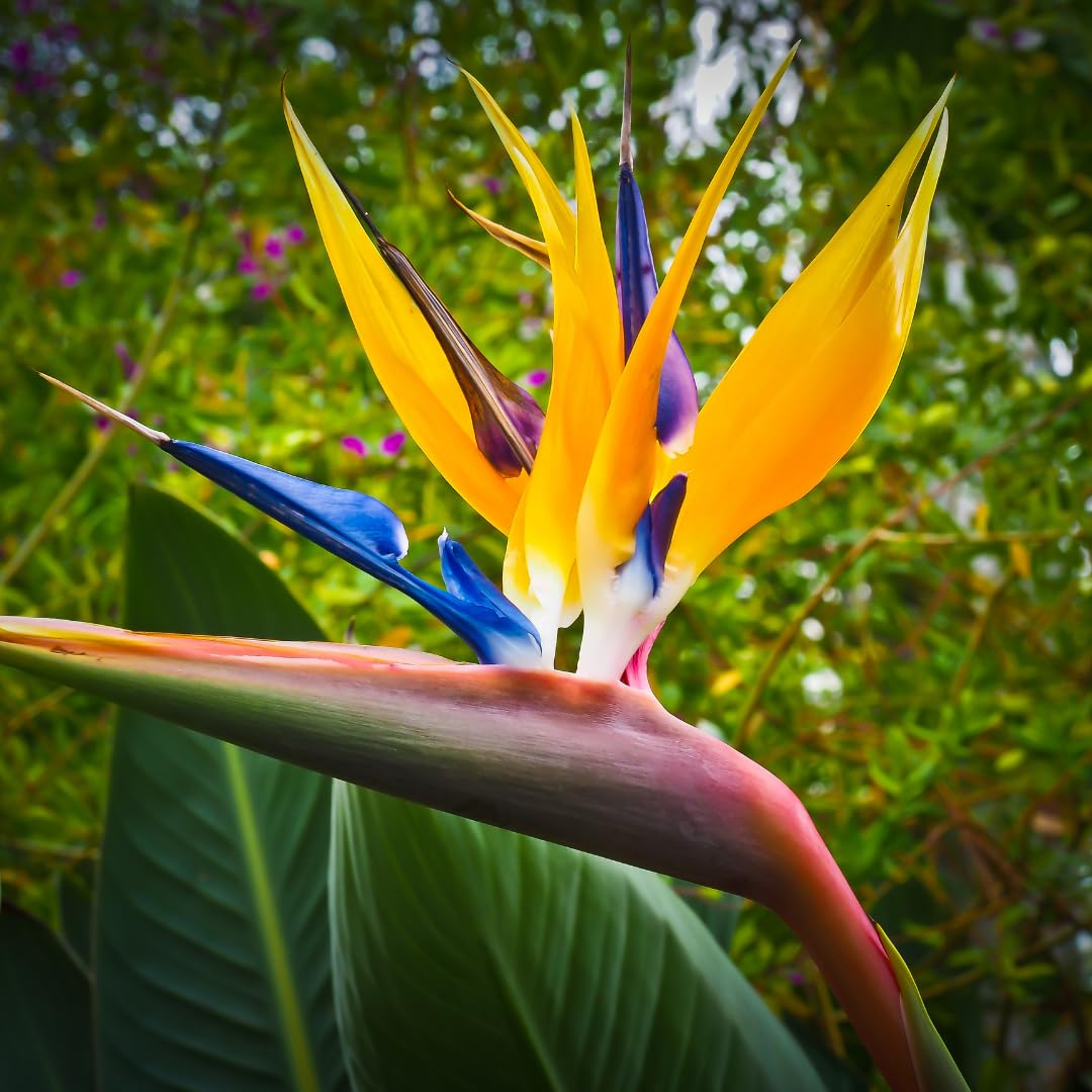 Set 2 Yellow Bird of Paradise Plants Live, Strelitzia Reginae Well-Rooted Bush, 5-9" Tall, No Pot, Tropical Perennial Blooming, Houseplant Indoor Outdoor Planting