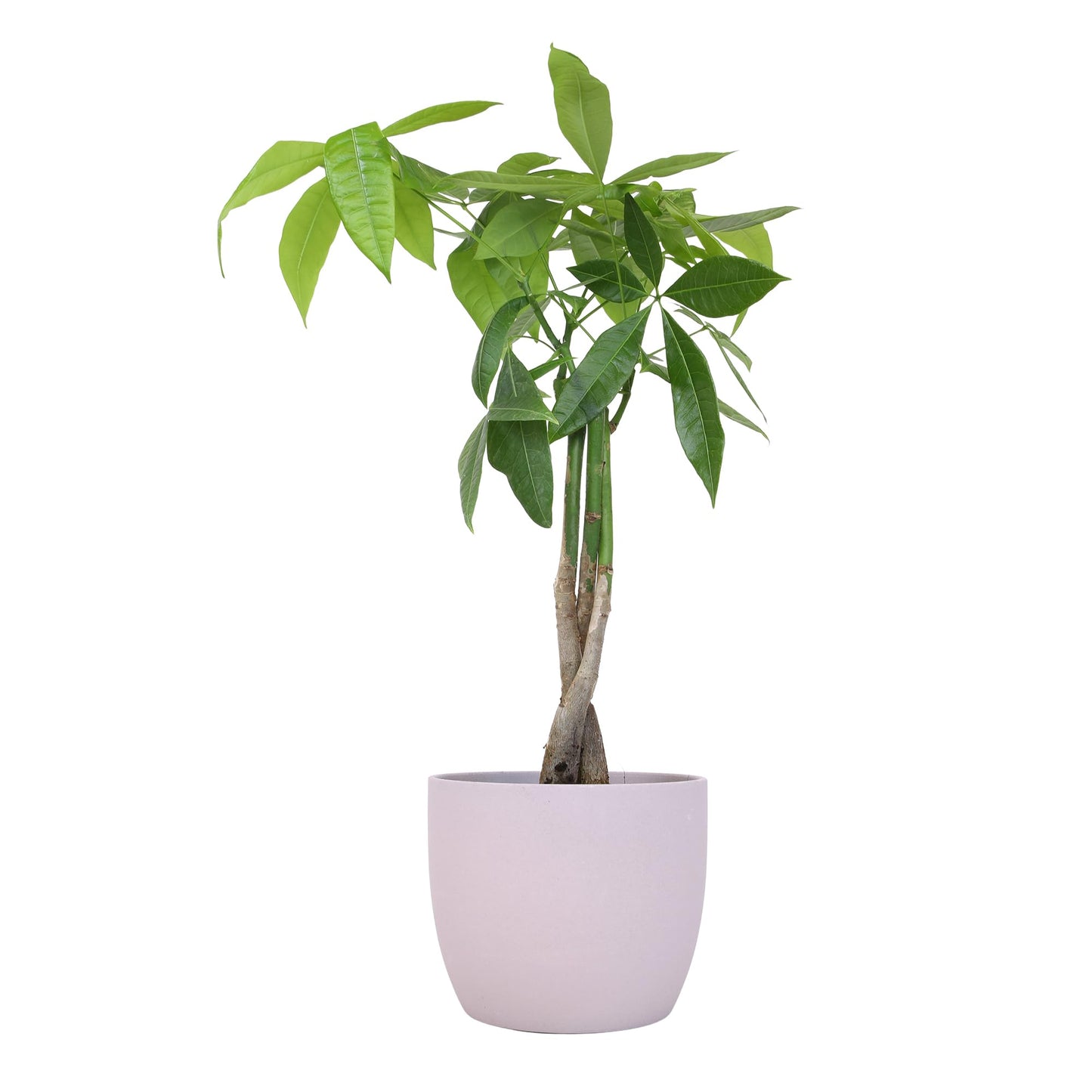 Altman Plants Money Tree Plant Decor (Approx. 1.5 Feet Tall) with 6 Inch Soft Pink Planter, Pet Friendly Plants, Easy Plant Gift, Easy to Grow House Plant & Desk Plant in Indoor Plant Potting Soil Mix