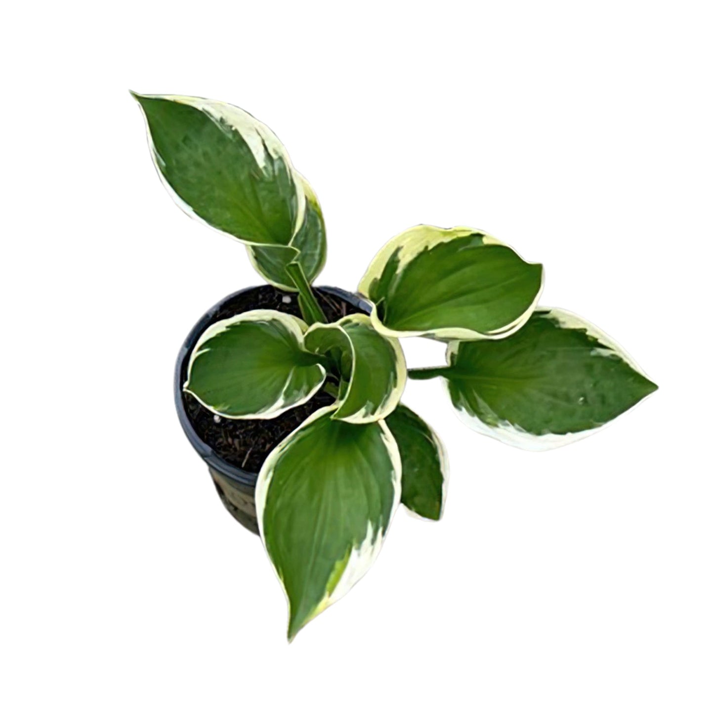 Live Perennial Hosta - Assorted Varieties (3 Plants Per Pack) Beautiful Accent Plant, 10" Tall by 4" Wide in 1 Qt Pot