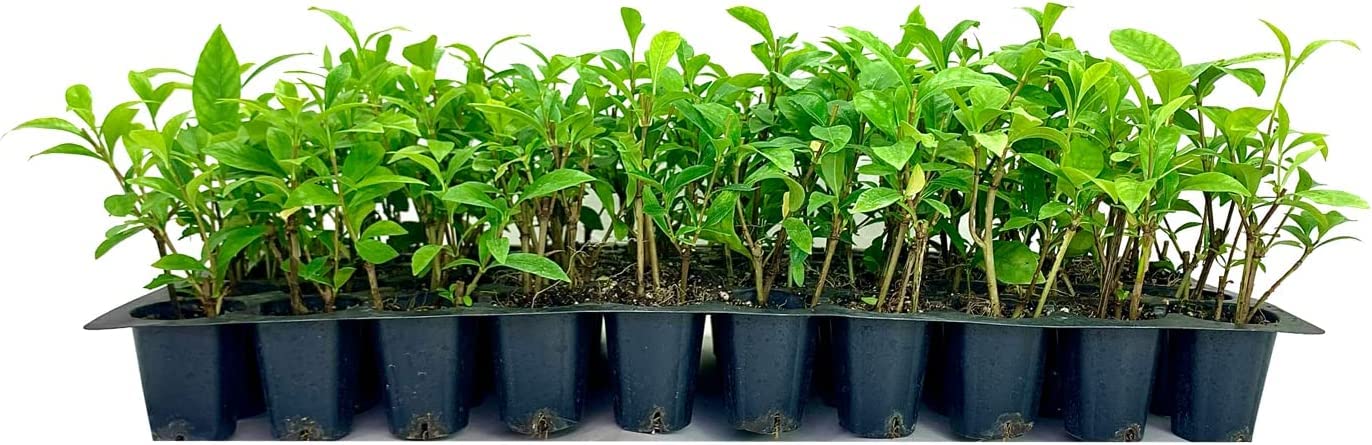 August Beauty | 1 Large Trade Gallon Size Plant | Gardenia Jasminoides | Fragrant Blossoms, Evergreen Shrub, Indoor Outdoor Plant, Ideal for Landscaping, Low Maintenance, Beautiful White Flowers