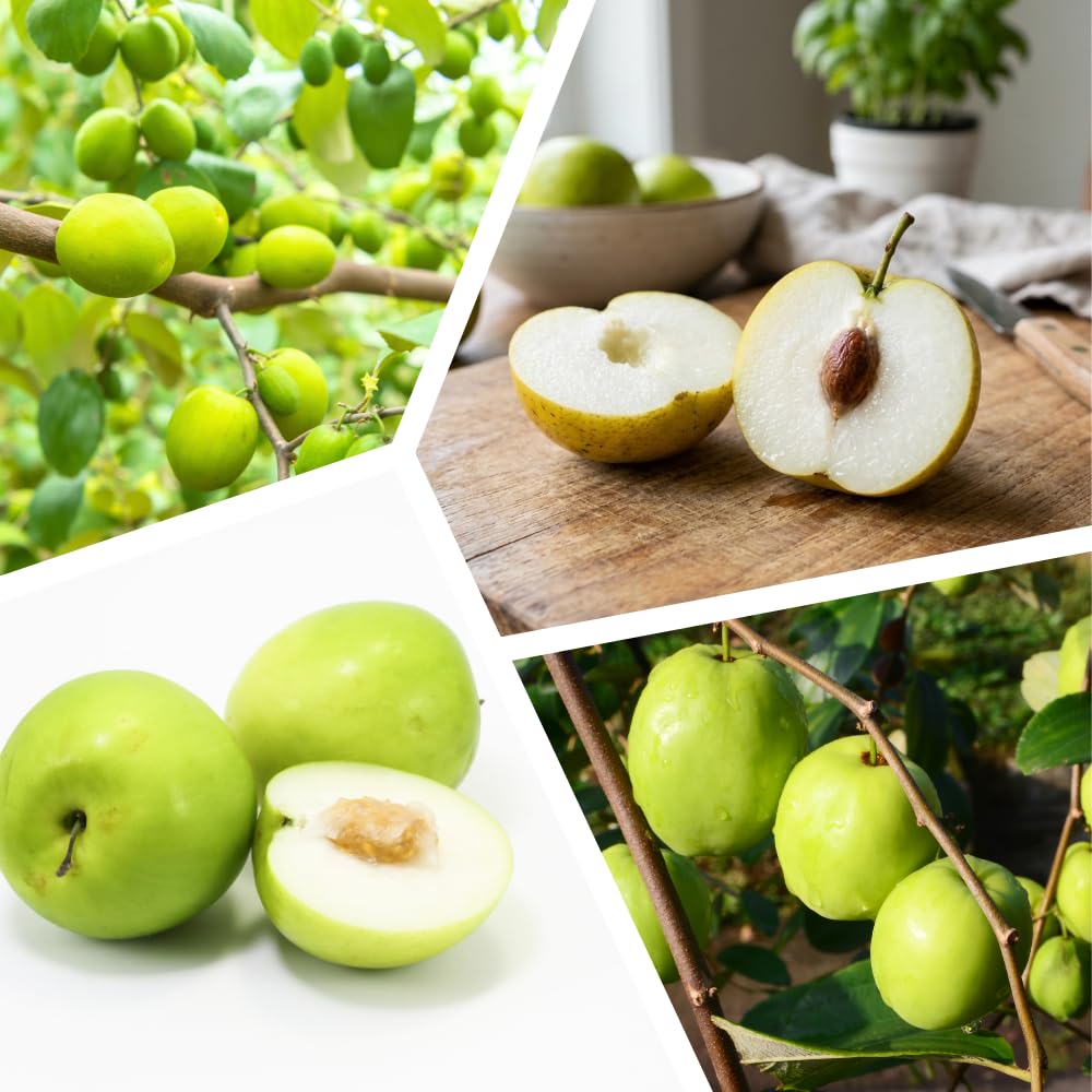 Green Jujube Tree Live Plant, Jujube Live Plant, 3 Gallon, 2 Feet Tall, Sweet Fruit for Backyard and Outdoor Garden, No Ship to CA