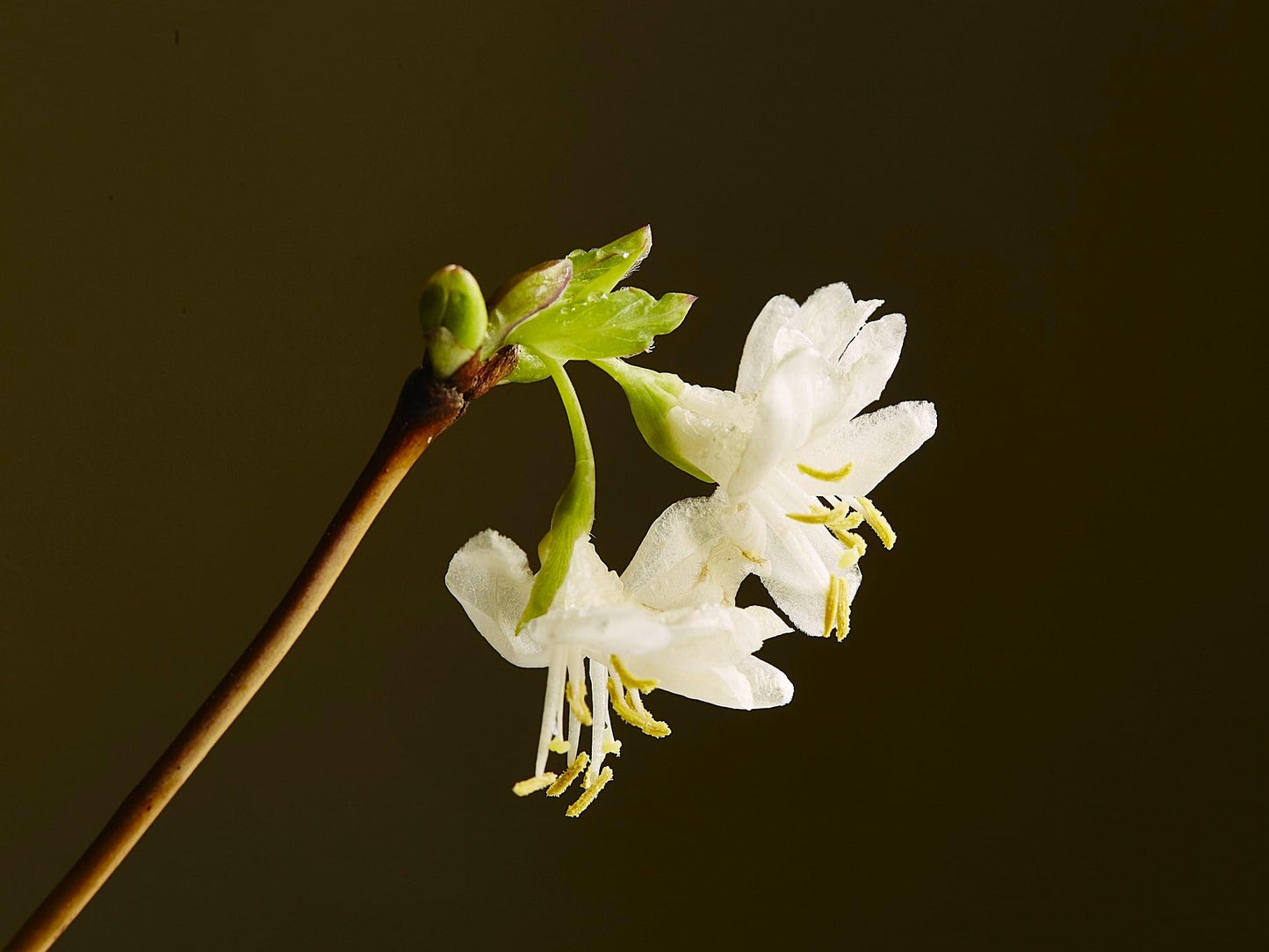 Greenwood Nursery: Live Shrub Plants - Winter Honeysuckle + Lonicera Fragrantissima - [Qty: 10x 3.5 Pots] - (Click for Other Available Plants/Quantities)