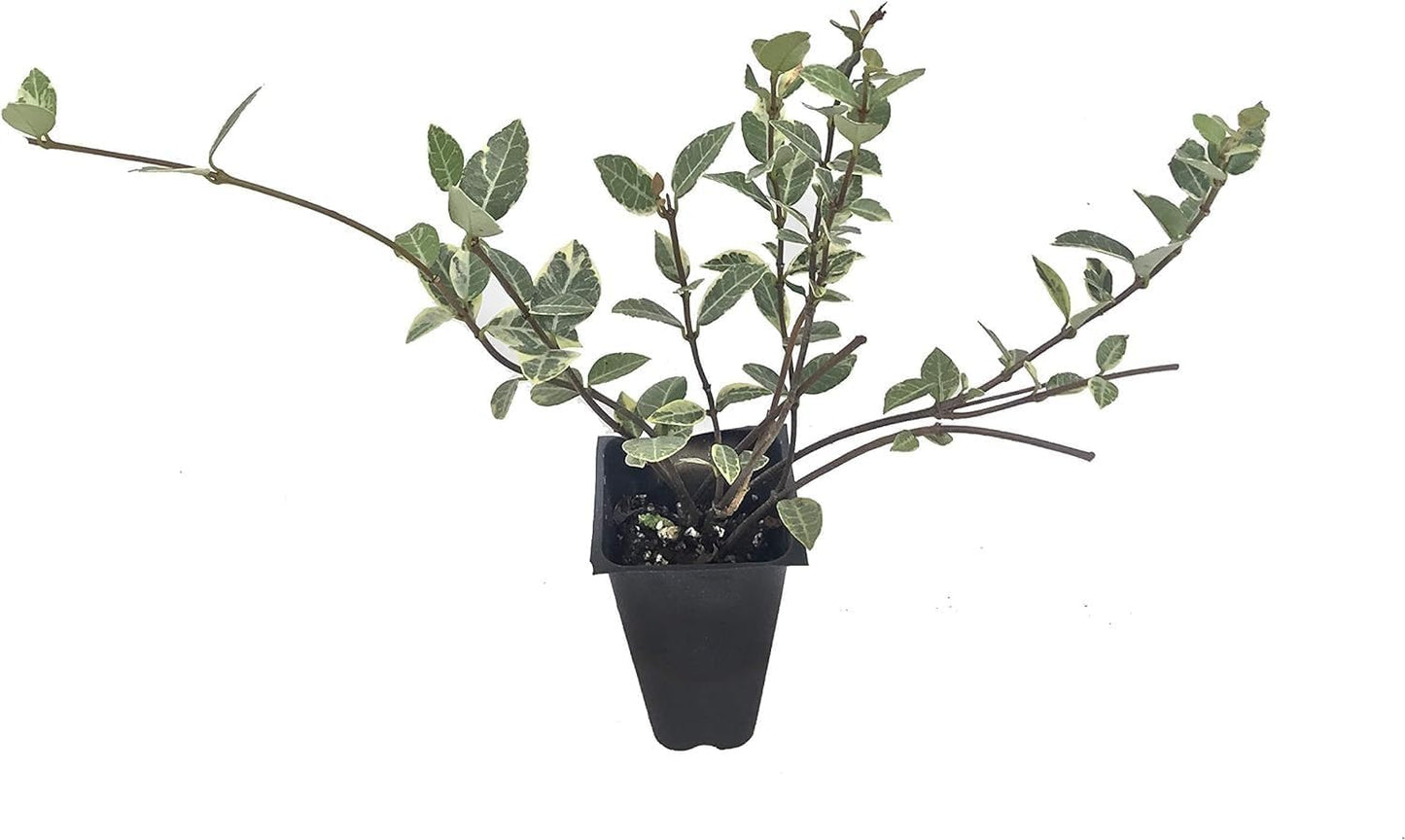Variegated Asiatic Jasmine Minima | 30 Live Plants | Easy-Grow Ground Cover | Lush, Trailing Green and White Foliage | Perfect for Gardens and Landscape Borders | Hardy Evergreen Plant