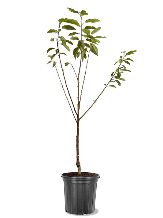 American Plant Exchange Cherry Tree 'Santina' – Live Fruit-Bearing Plant, 5-Gallon Pot, Cold Hardy, Sweet Edible Cherries for Outdoor Orchards and Landscapes