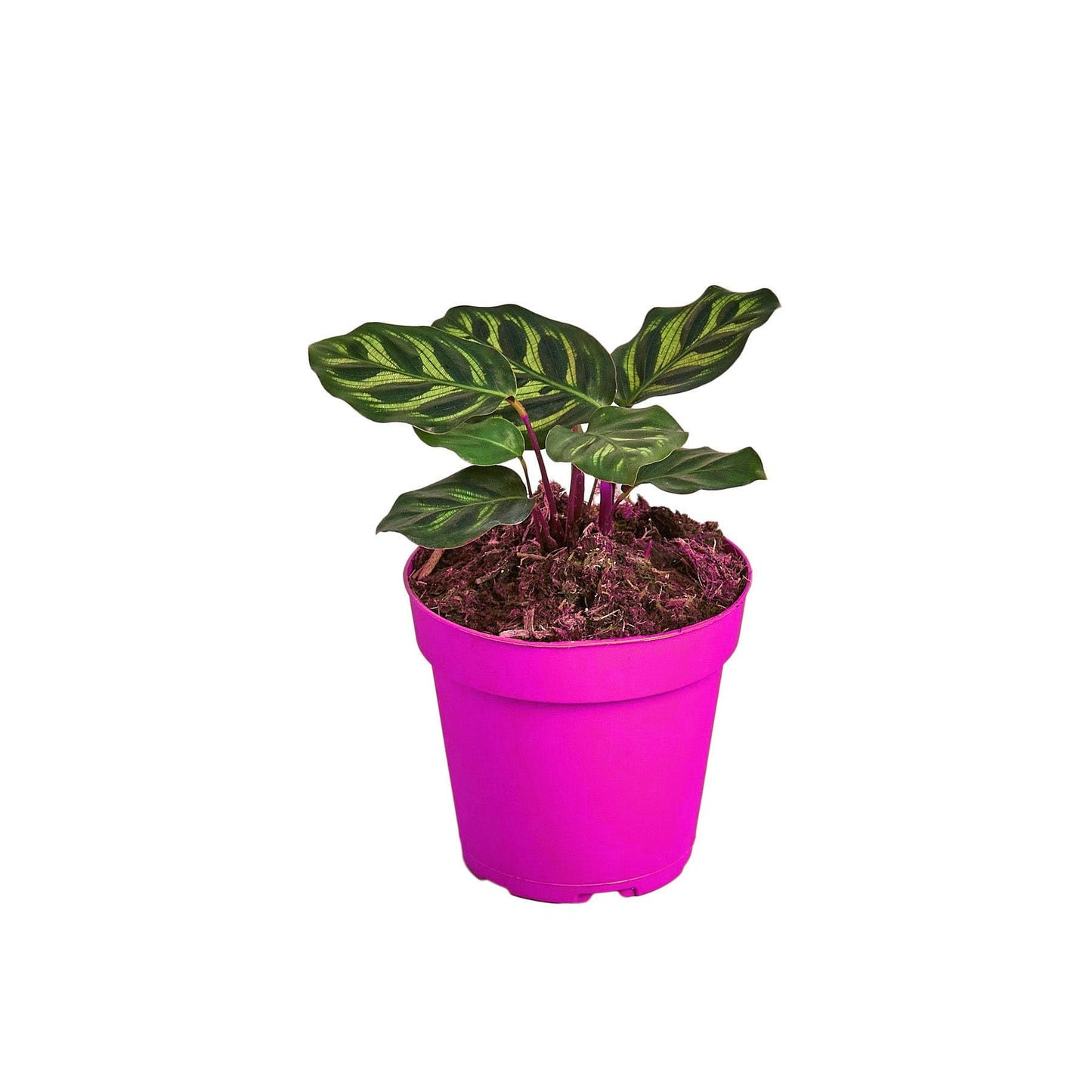 Calathea 'Makoyana' - 6" Pot in 6in Pot - Live Tropical Houseplant - Easy to Grow | Air Purifying | Pet Friendly | Variegated | USA Growers | The Snobby Leaf