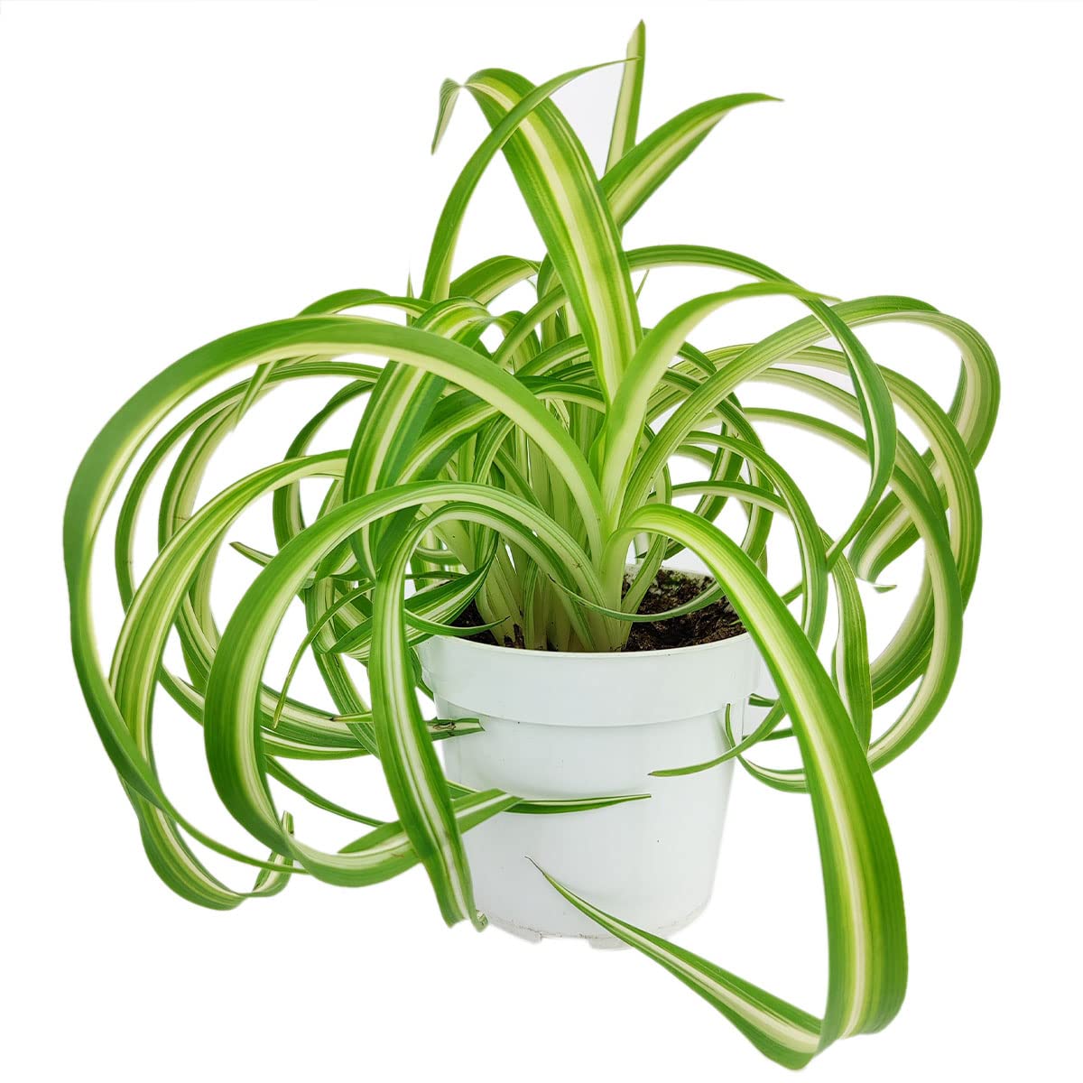 Curly Spider Plant 'Bonnie' (4" Grower Pot) - Healthy Houseplant - Easy Care Indoor Houseplant, Fully Rooted in 2/4/4.5/5/6 inch Sizes