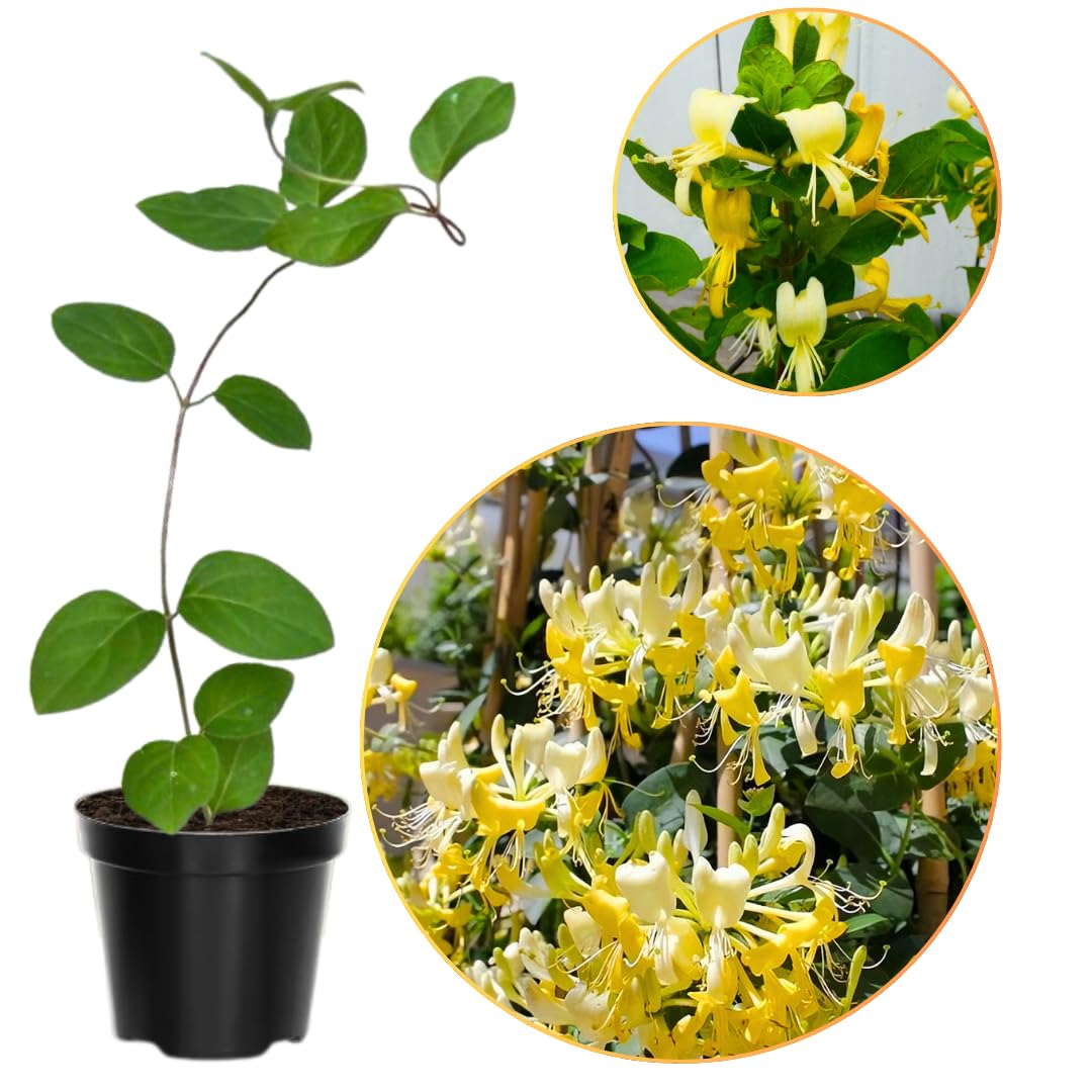 Fragrant White Yellow Climbing Honeysuckle Plant Live Vine, Lonicera Perennial Honeysuckle Plants 5 to 9 Inches Tall