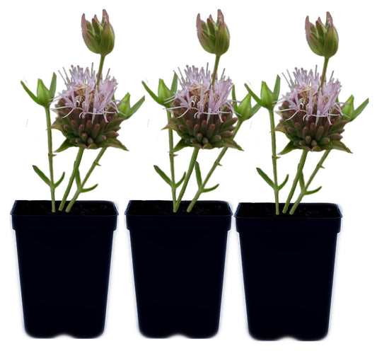 Willowy Mint 3 Live Plants (Monardella viminea) – California Native Wildflower for Outdoor Gardens, Drought Tolerant Pollinator Friendly Landscaping
