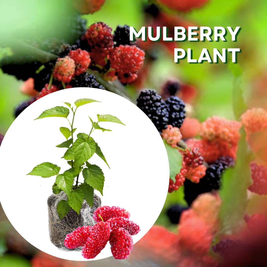 Mulberry Tree Live Plant 5 to 8 Inch Height, Everbearing Mulberry Bush Live Plant to Grow, Mulberry Plant Live (Red Mulberry)