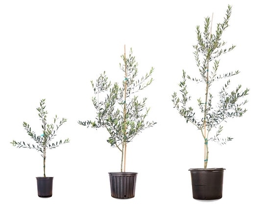 Perfect Plants Arbequina Olive Live Plant, 2-3ft, Includes Care Guide