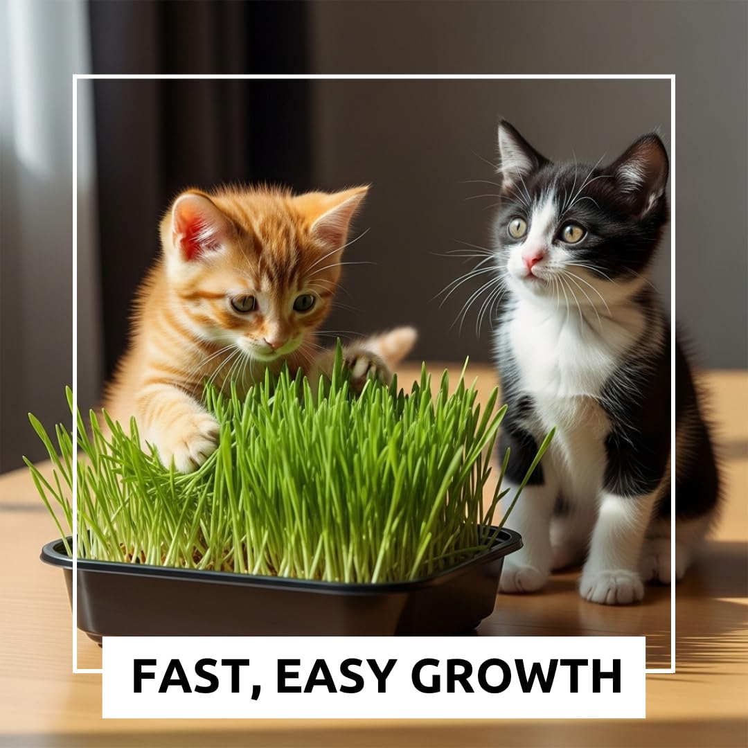 Cat Grass Growing Kit - Gift for Cat Owners & Pet Lovers - Organic Seed, Jute Grow Mats, 10 x 10 Container - Great for Indoor/Outdoor Pets - Pet Grass - Complete Set - No Tools Required