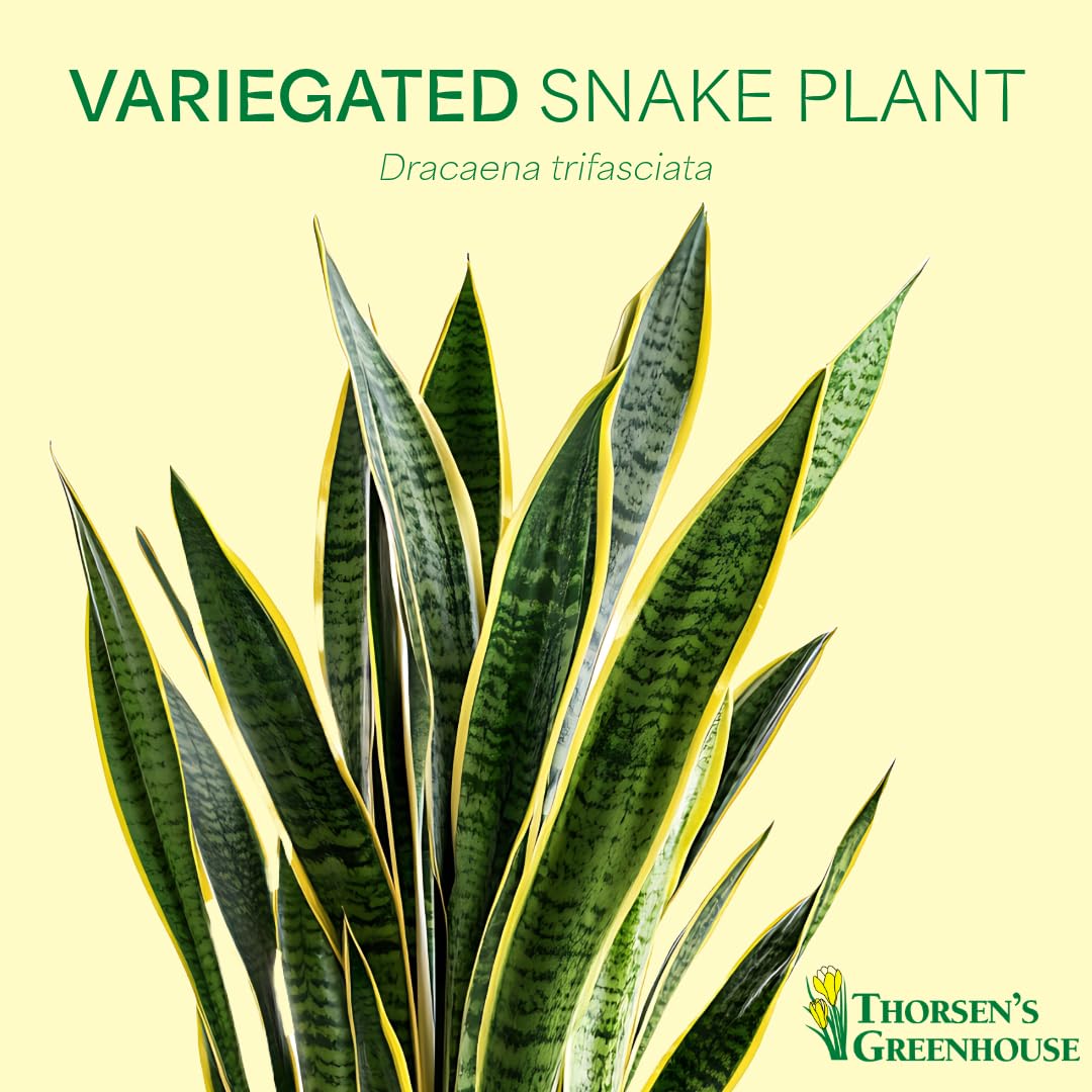 Thorsen's Greenhouse Variegated Snake Plant, Dracaena Trifasciata, Sansevieria, Mother-in-Law Tongue, Low Light, Easy to Grow, Live Indoor Plant, 4" Diameter Pot (Terra Cotta)