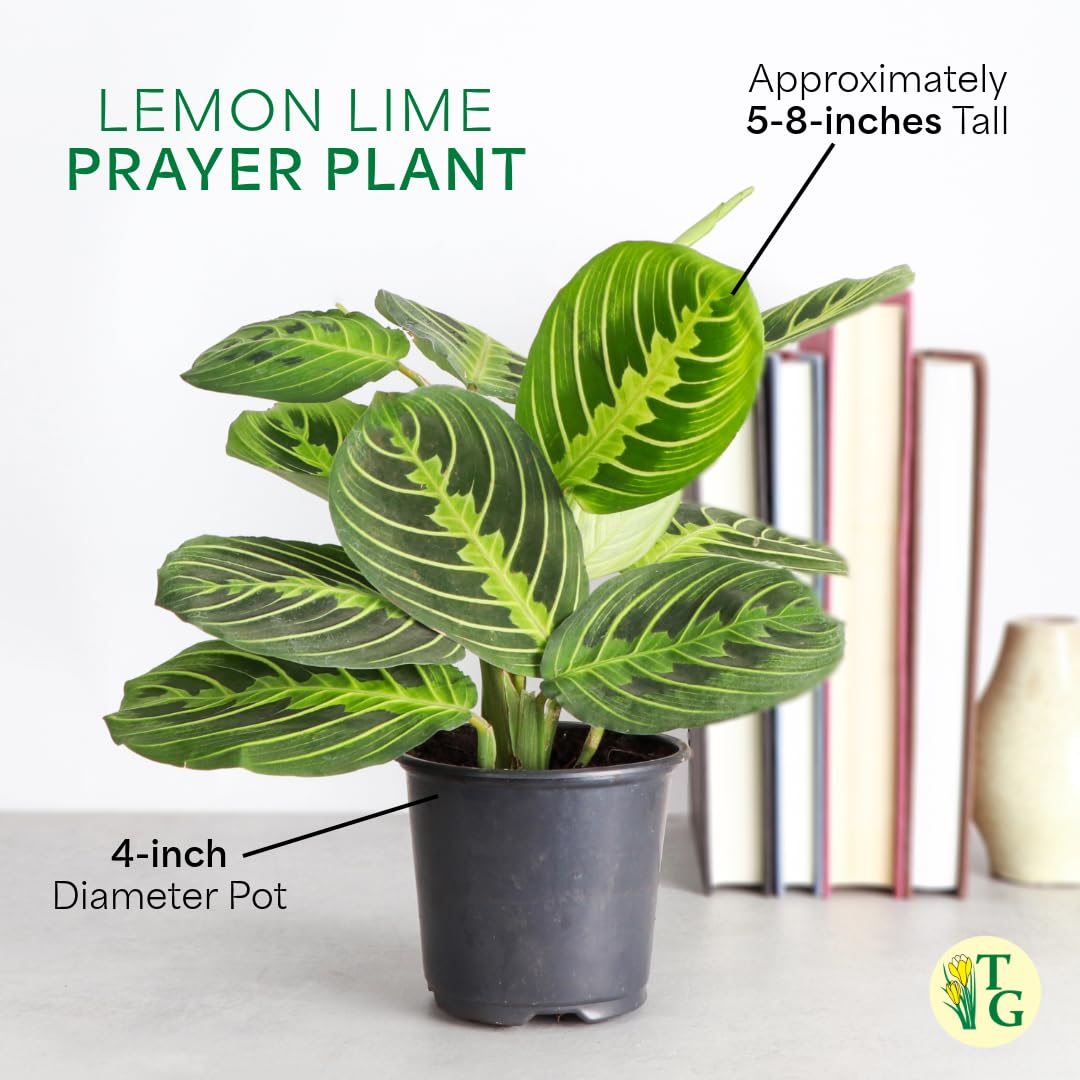 Thorsen's Greenhouse Lemon Lime Prayer Plant, Live Indoor Plant, Pet Friendly, Attractive Houseplant, Lemon Maranta, Natural Air Purifier, Easy to Grow, 4" Diameter Pot (Gold)