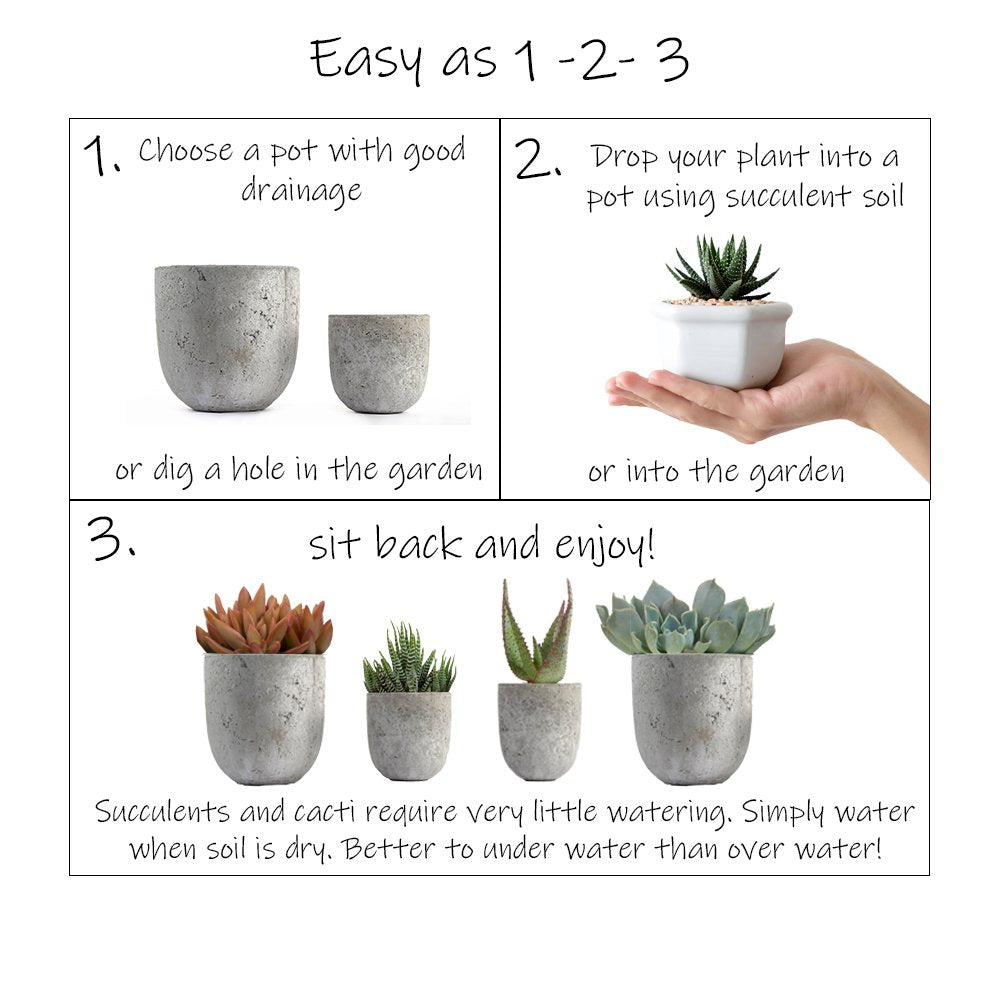 Altman Plants, Assorted Cactus Plants Live Succulents (8 Pack), Live Cactus Plant Lover Gifts, Cacti Succulents Plants Live Houseplants, Succulent Indoor Plants Live Plants in Cactus Soil Potting Mix