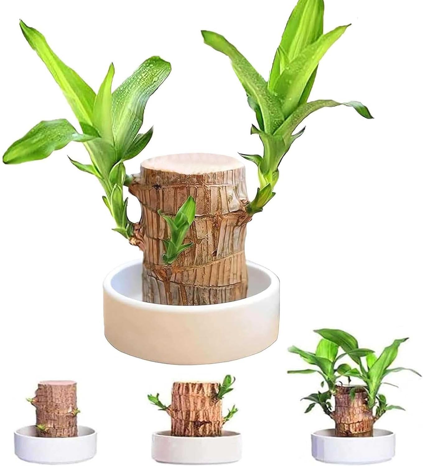 Mini Brazil Lucky Wood,Magical 𝐒𝐩𝐫𝐨𝐮𝐭𝐢𝐧𝐠 Brazilian Lucky Wood 𝐏𝐥𝐚𝐧𝐭 Wood,Indoor Office Desktop 𝐏𝐥𝐚𝐧𝐭 to Purify Indoor Air (Wood+Doll)