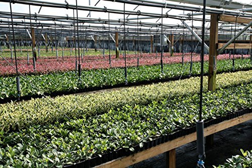 Super Blue Liriope Muscari - 10 Bare Root Plants - Evergreen Ground Cover Grass