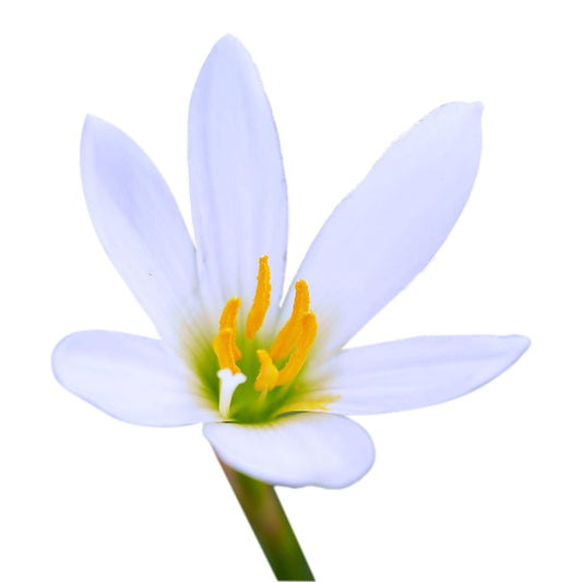 Easy to Grow Rain Lily 'Candida' Plant Bulbs (12 Pack) - White Flowering Blooms in Summer to Fall Gardens
