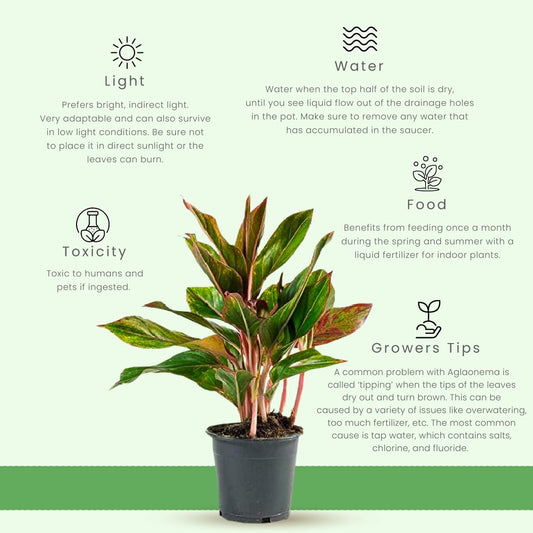 American Plant Exchange Aglaonema Red Sapphire – 6-Inch Pot – Live Chinese Evergreen Houseplant, Vibrant Low Light Foliage for Home, Office, or Indoor Garden Decor