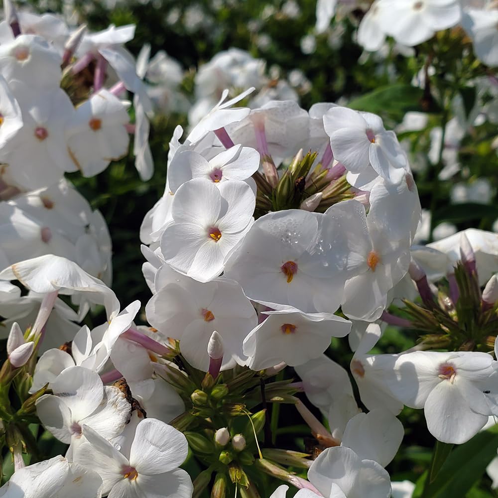 Live Plant from Green Promise Farms - Proven Winners, Phlox x 'Opening Act White' Garden Phlox, White Flowers - #1 Gallon Size Container