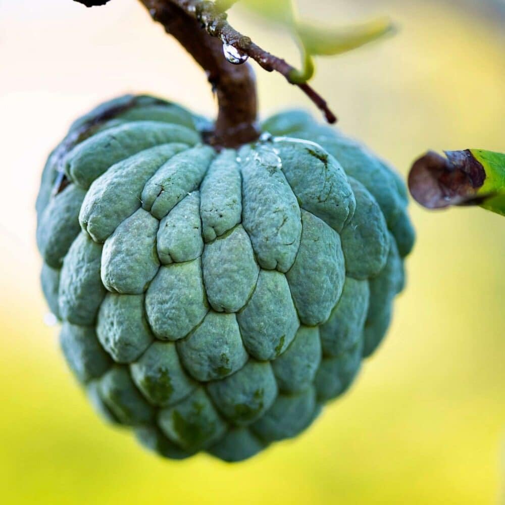 Live Plant - Red Sugar Apple (Annona Squamosa) Vibrant Live Fruit Tree 12”-24” Thriving