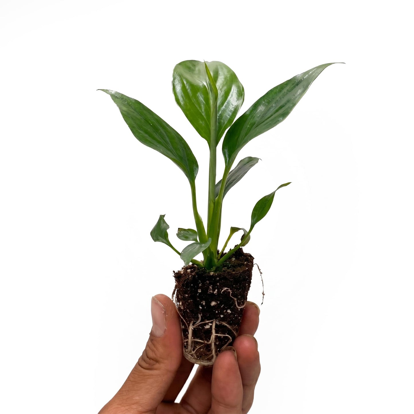 Live Spathiphyllum '7th Heaven' Plant - '7th Heaven Peace Lily' - ragnaroc Tropical Plant 2-8" Tall - 2ct - Live Arrival Guaranteed - House Plants for Home Décor & Gift