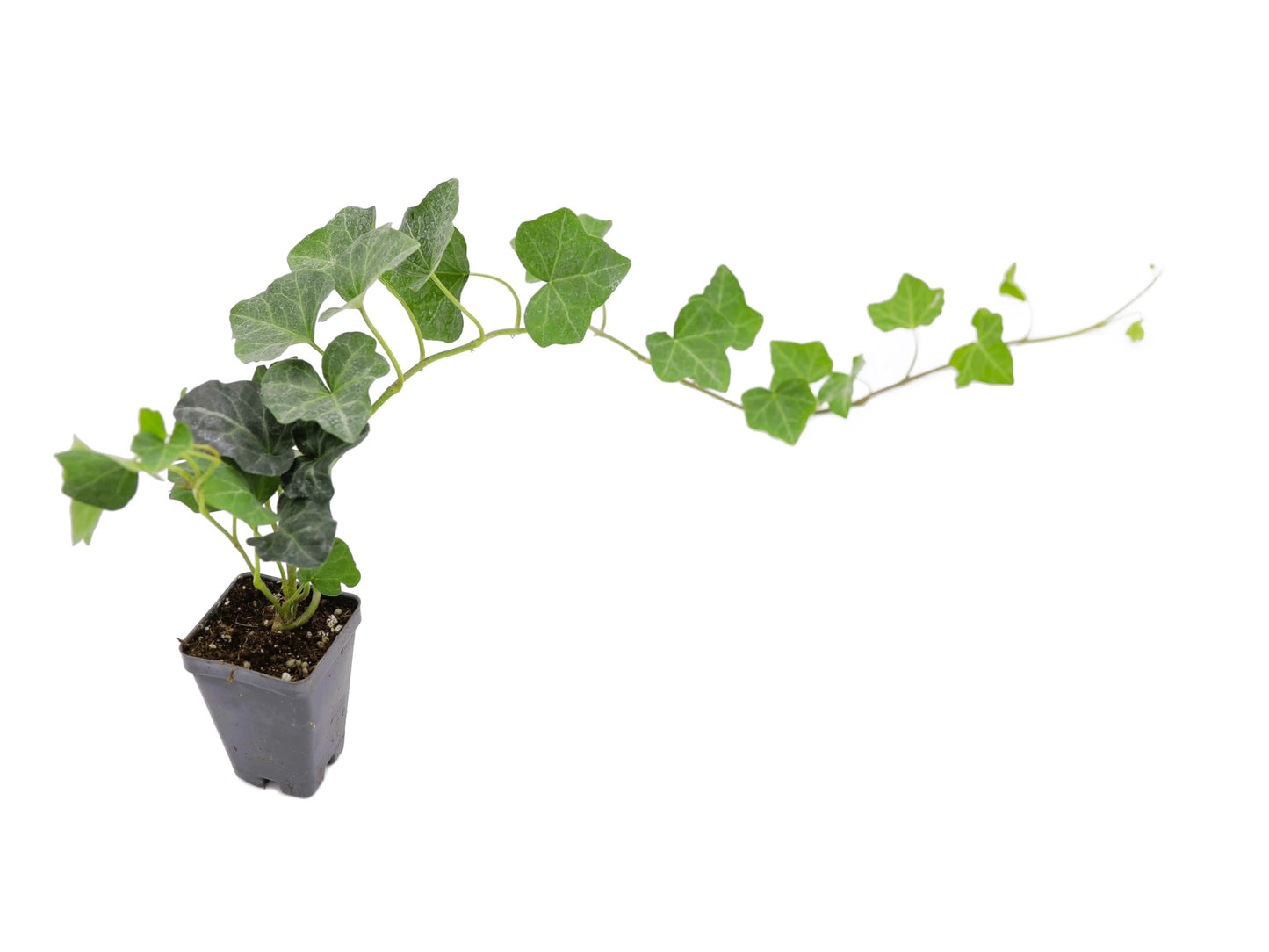 Greenwood Nursery: Live Ground-Cover Plants - English Ivy + Hedera Helix - [Qty: 10x Pint Pots] - (Click for Other Available Plants/Quantities)