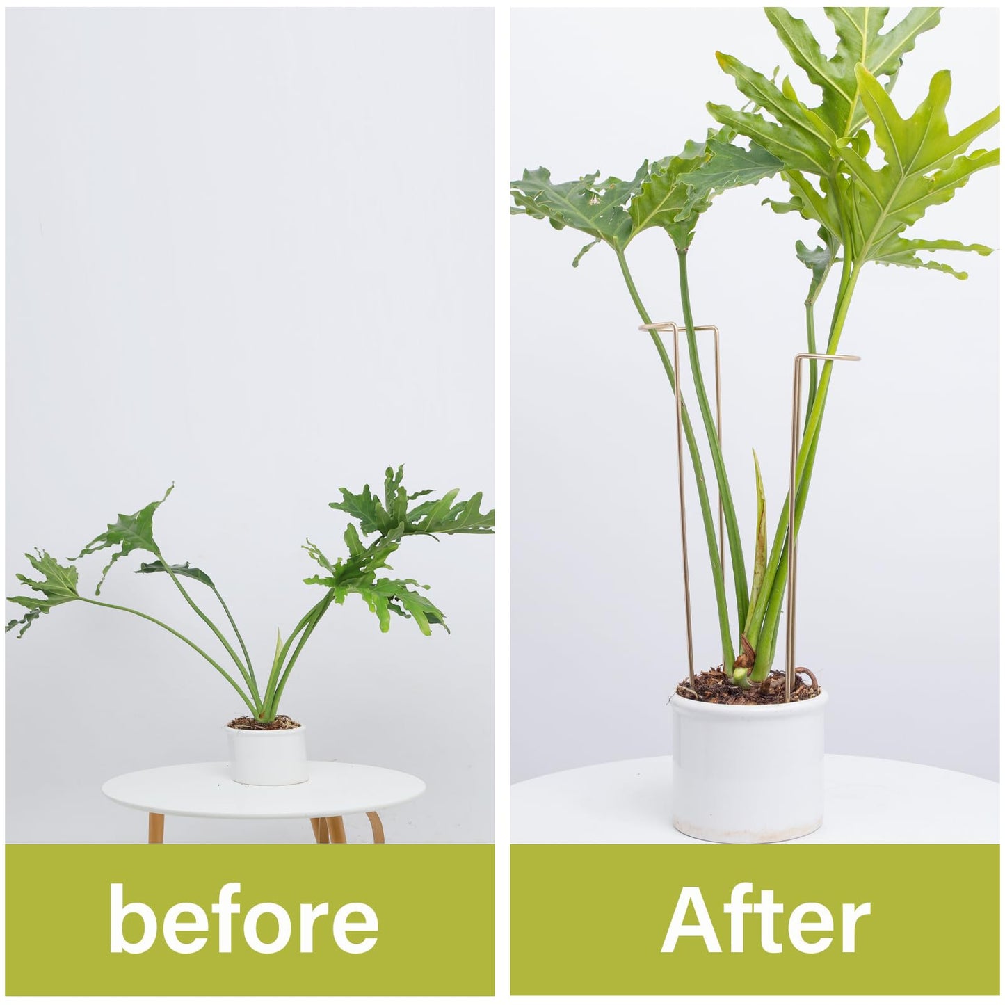 GOOOXIM 10-Pack Large Indoor Plant Stakes - 15.5-Inch Heavy Duty Metal Supports for Monstera and Outdoor Plants | Ideal for Supporting Tall Plants & Enhancing Garden Displays |