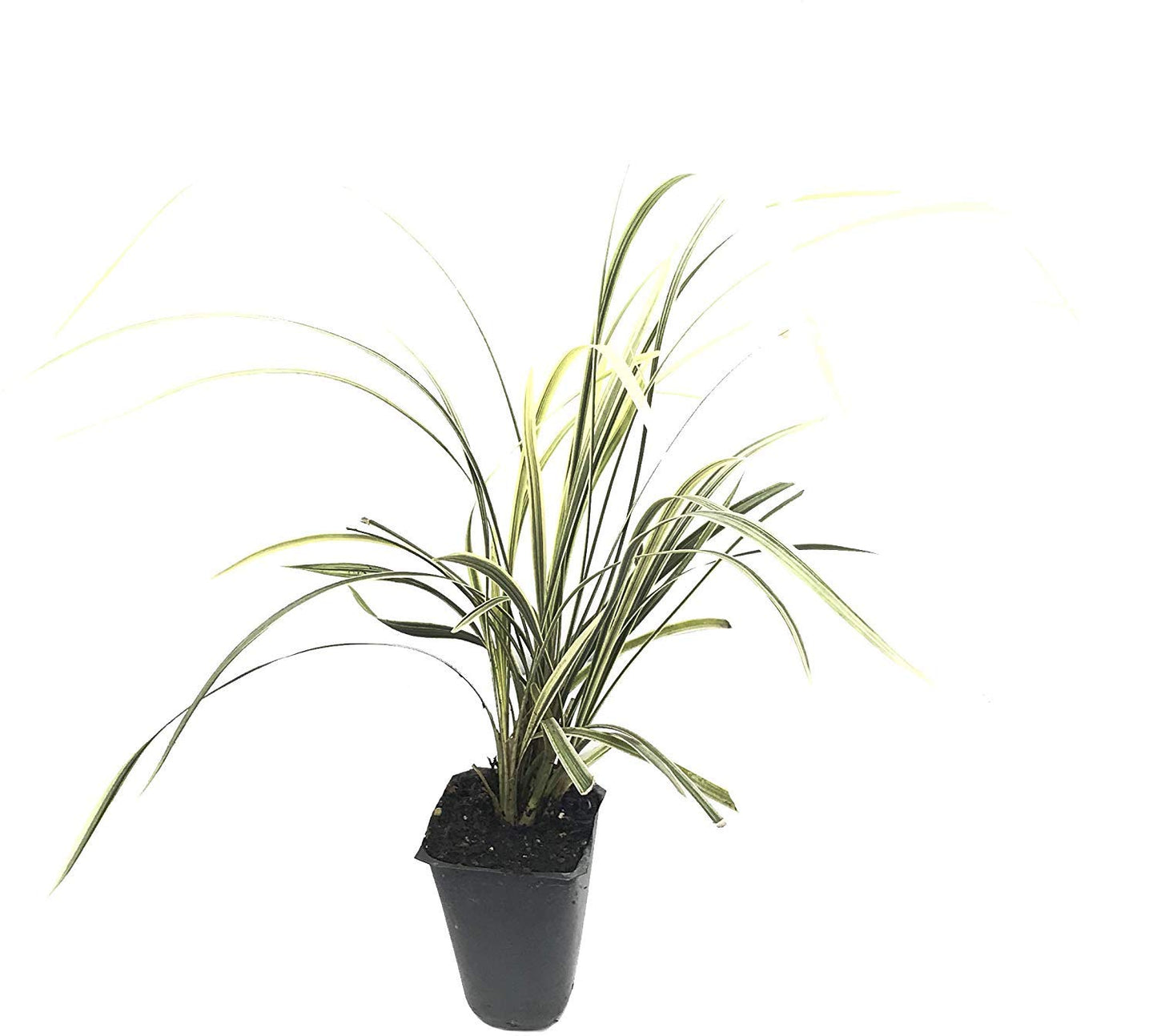 Aztec Grass - 10 Live Plants - Variegated Liriope - Ophiopogon Intermedius Argenteomarginatus