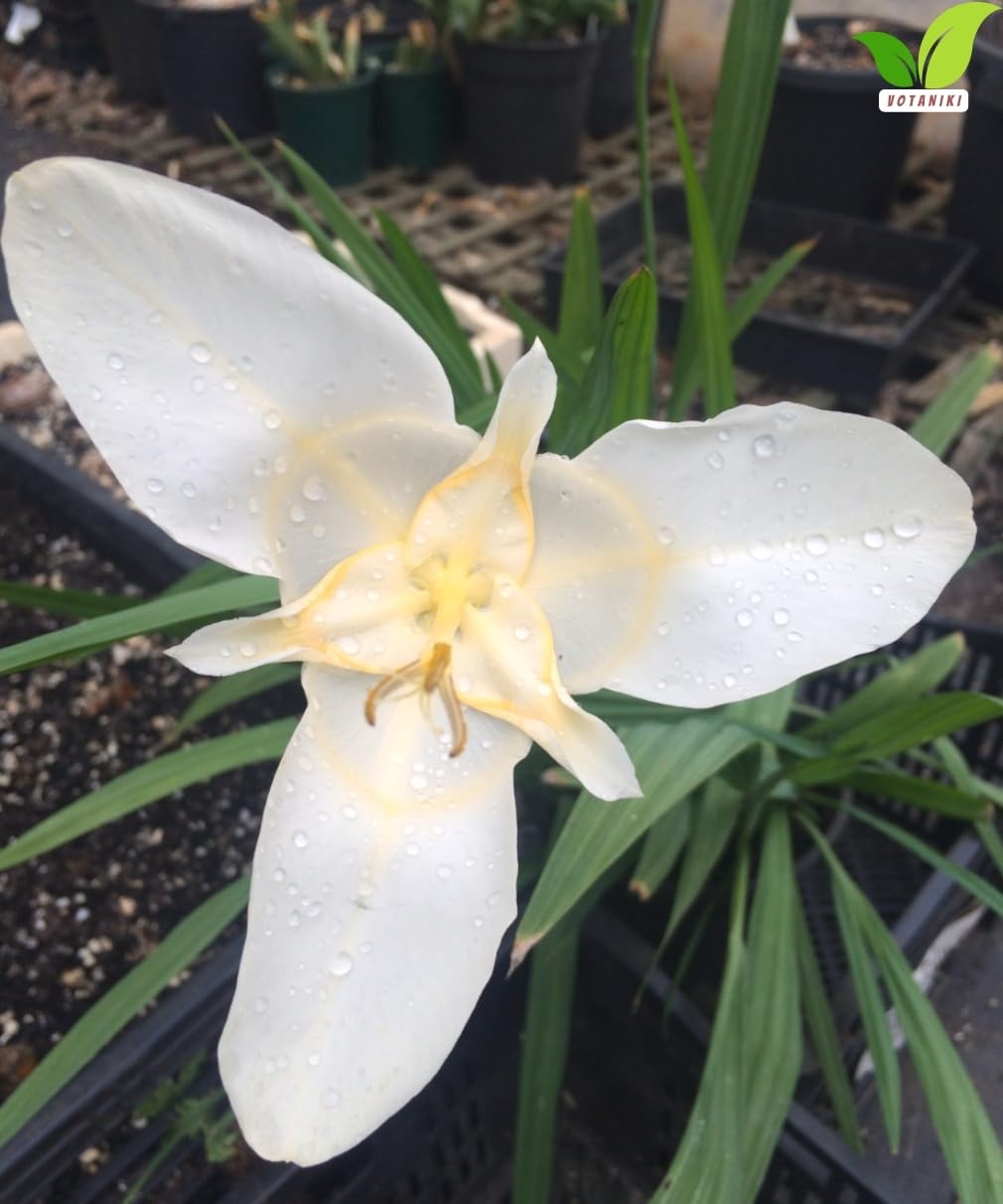 Votaniki Tigridia Pavonia Alba Immaculata Bulbs White Mexican Shell Flower Summer Bloom Garden Plants Cut Flower Use Sun to Part Sun Outdoor Planting (Pack of 50)