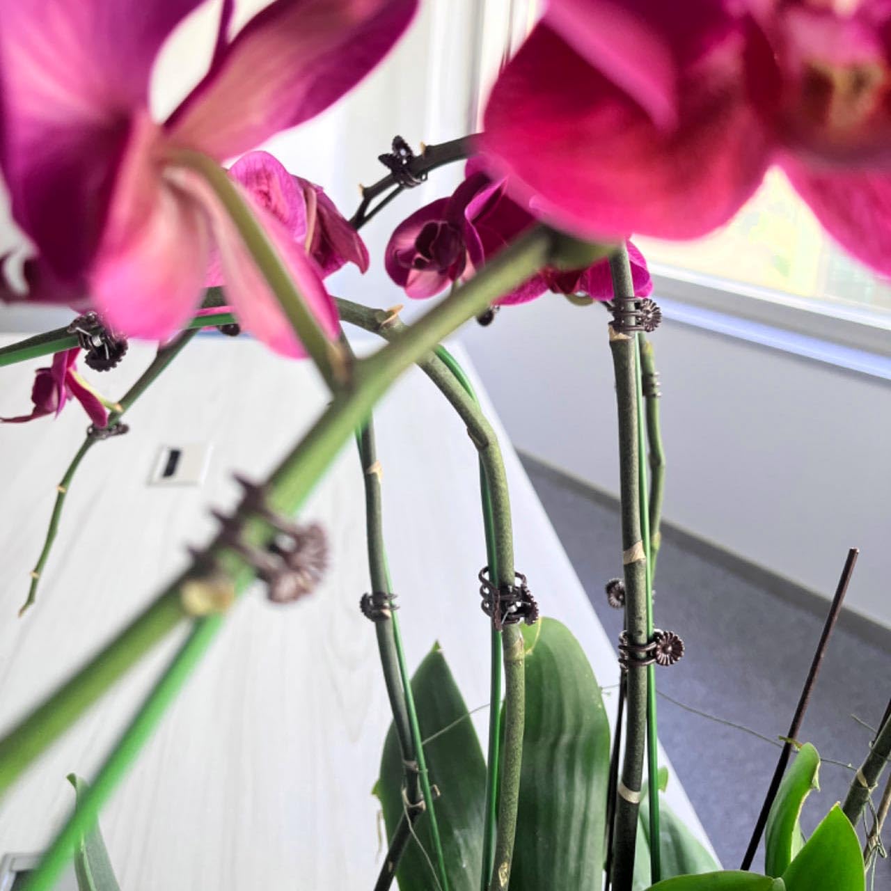24 Inch Orchid Stakes Pack of 20, Plant Support Stake Bendable Plant Orichd Stick