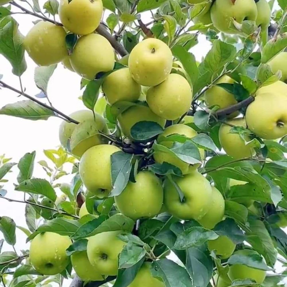 Green Jujube Tree Live Plant 2 to 3 Feet Tall, Jujube Plant 3 Gallon Pot, Green Apples Trees for Planting, No Ship to CA