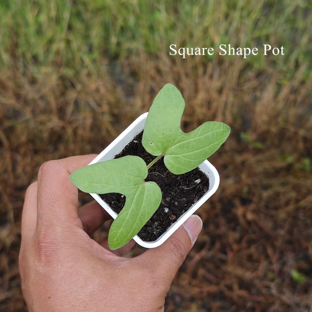 BangQiao 120 Pack 2.40 Inch Small White Plastic Square Nursery and Seedling Pot, Deep Transplant Seed Starter Planter with Drain Hole for Germination, Herb, Succulent