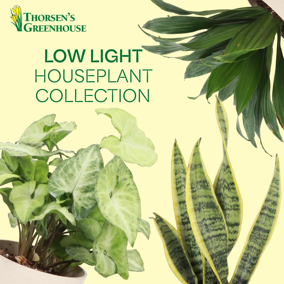 Thorsen's Greenhouse Live Low Light Houseplants (3 Pack), Easy to Grow Indoor Plants, Grower's Choice Bundle, 4-inch Diameter Established Plants, Decorative Sage Ruffled Pot (3-Pack)