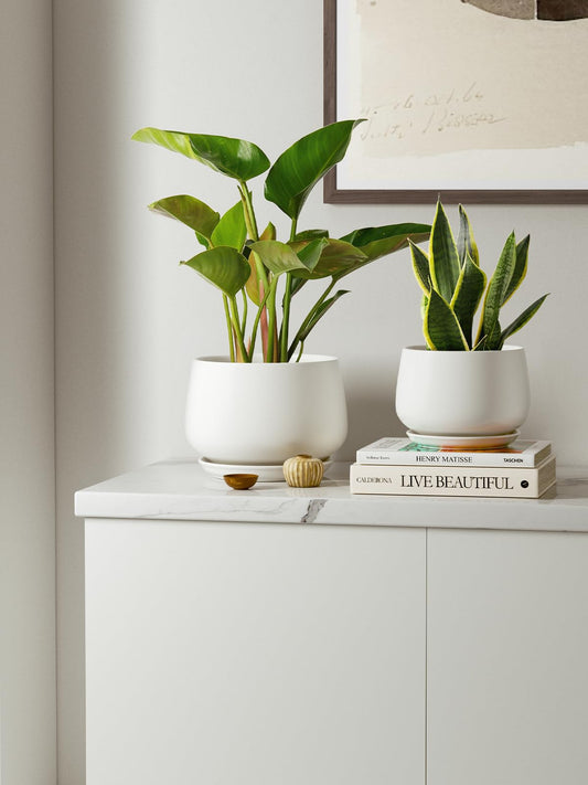 LE TAUCI Ceramic Plant Pots, 4.1+5.1+6.5 inch, Set of 3, Planters with Drainage Hole and Saucer, Indoor Flower Pot with Hole Mesh Pad, Gifts for Mom, White