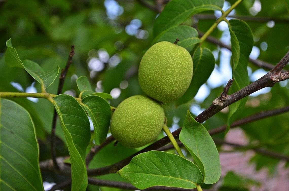 Live Plant - Black Walnut Tree - 18-24" Tall Live Plant - Bareroot Seedling - Juglans nigra