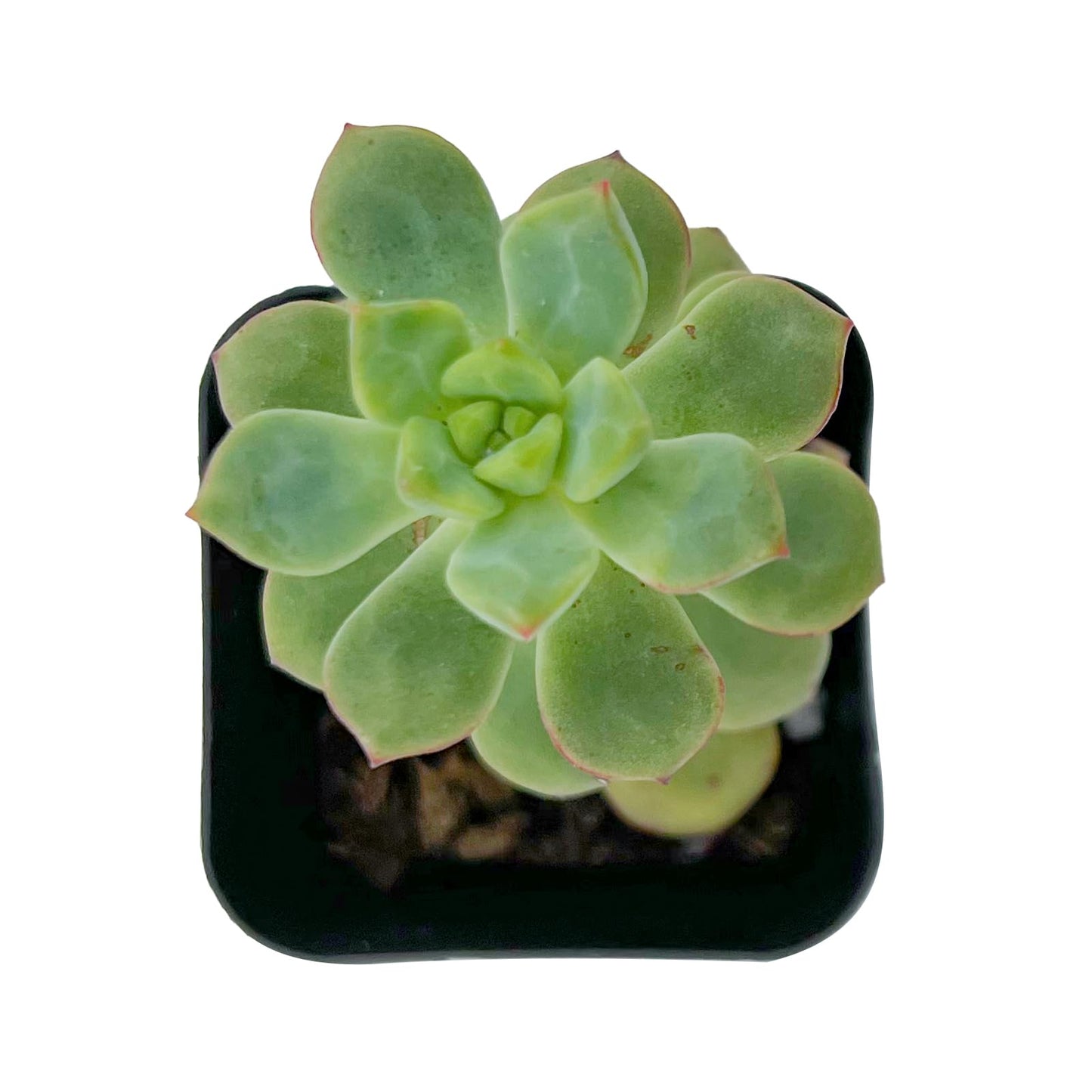 2" Live Succulent Plants Echeveria 'Tango', Mini Potted Succulents, Easy Care Indoor Houseplant, Unique Gifts, Home Office Décor