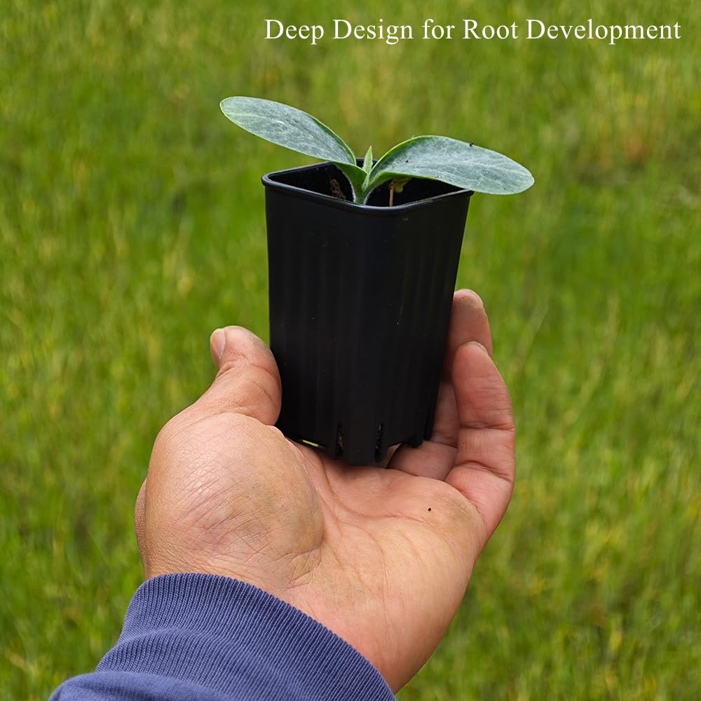BangQiao 180 Pack 1.95 Inch Tiny Black Plastic Square Nursery and Seedling Pot, Mini Deep Transplant Seed Starter Planter with Drain Hole for Germination, Herb, Succulent