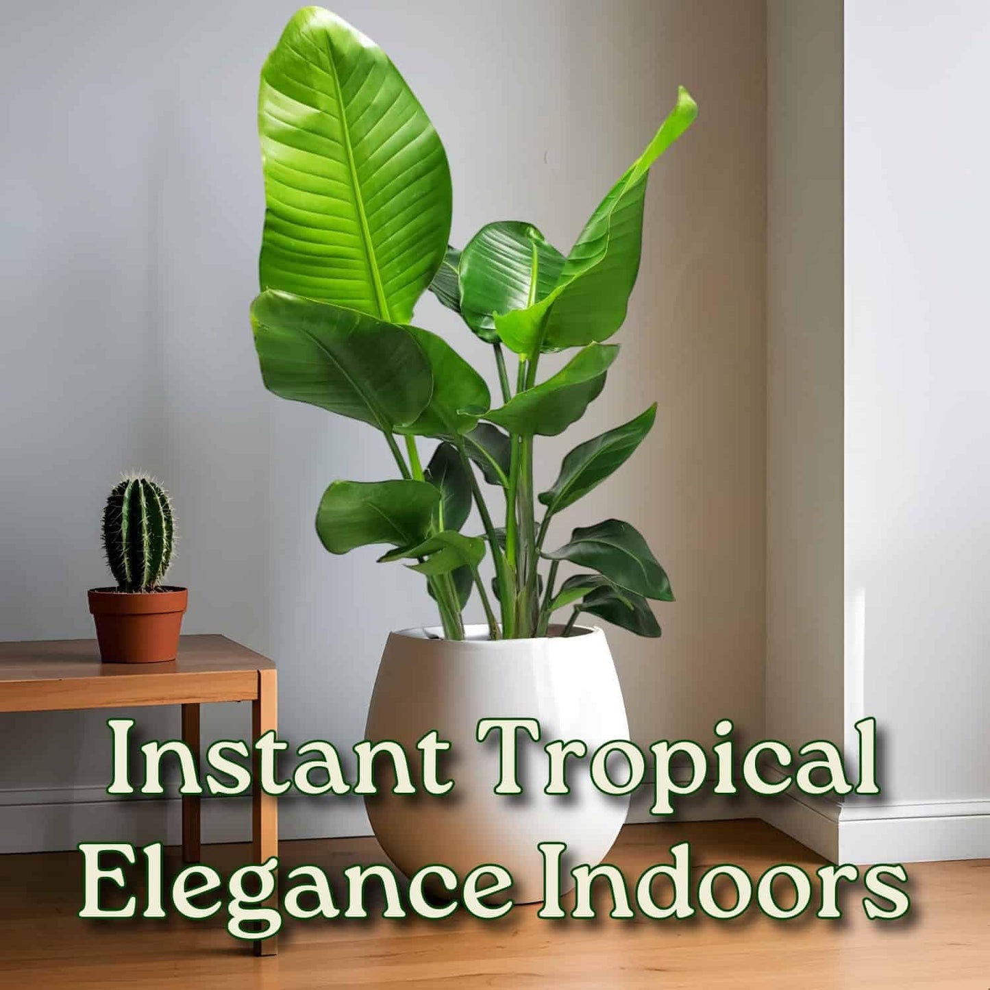 White Bird of Paradise Plant - Live Tropical Foliage Plant - Overall Height 30" to 36" - Tropical Plants of Florida (Plant + Fertilizer + Indoor Soil)
