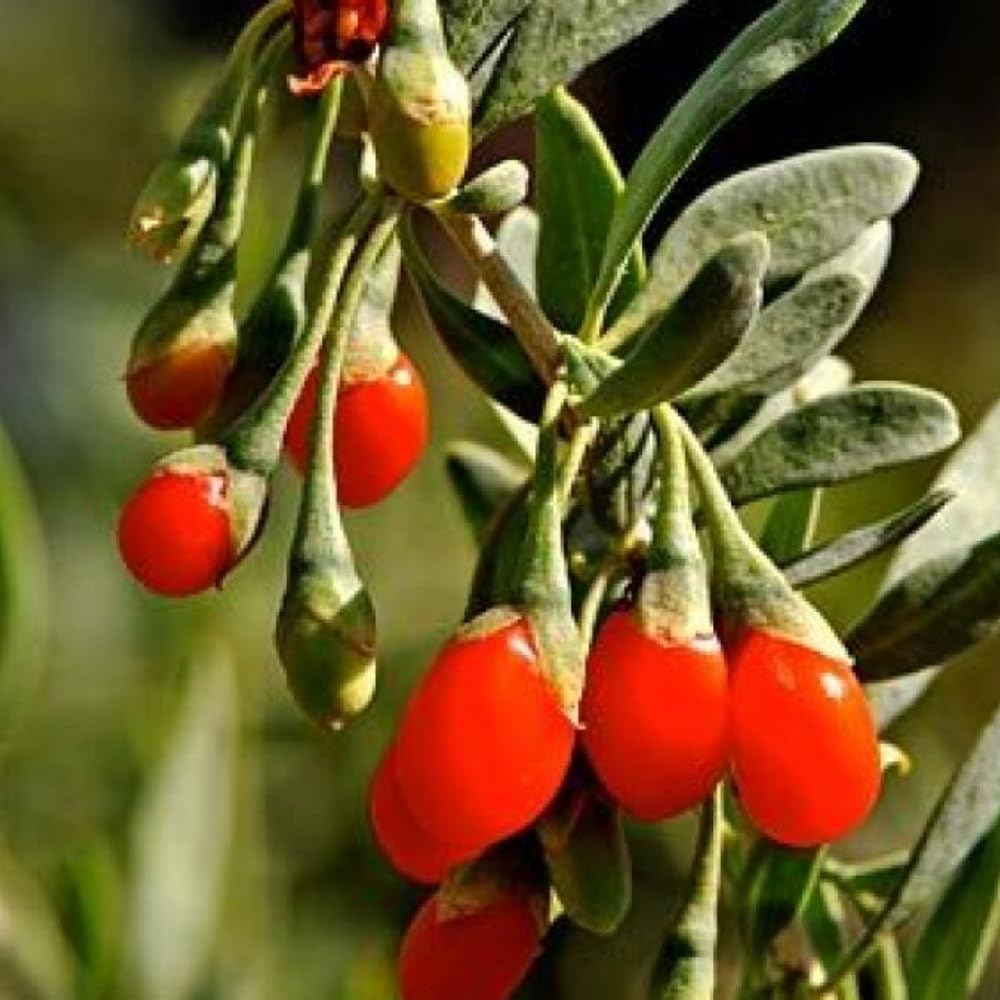 2 Goji Berry Plants Live, 5-9 Inch Tall, Red Goji Berry Bush Live Shrub to Grow Indoor Outdoor Home Garden
