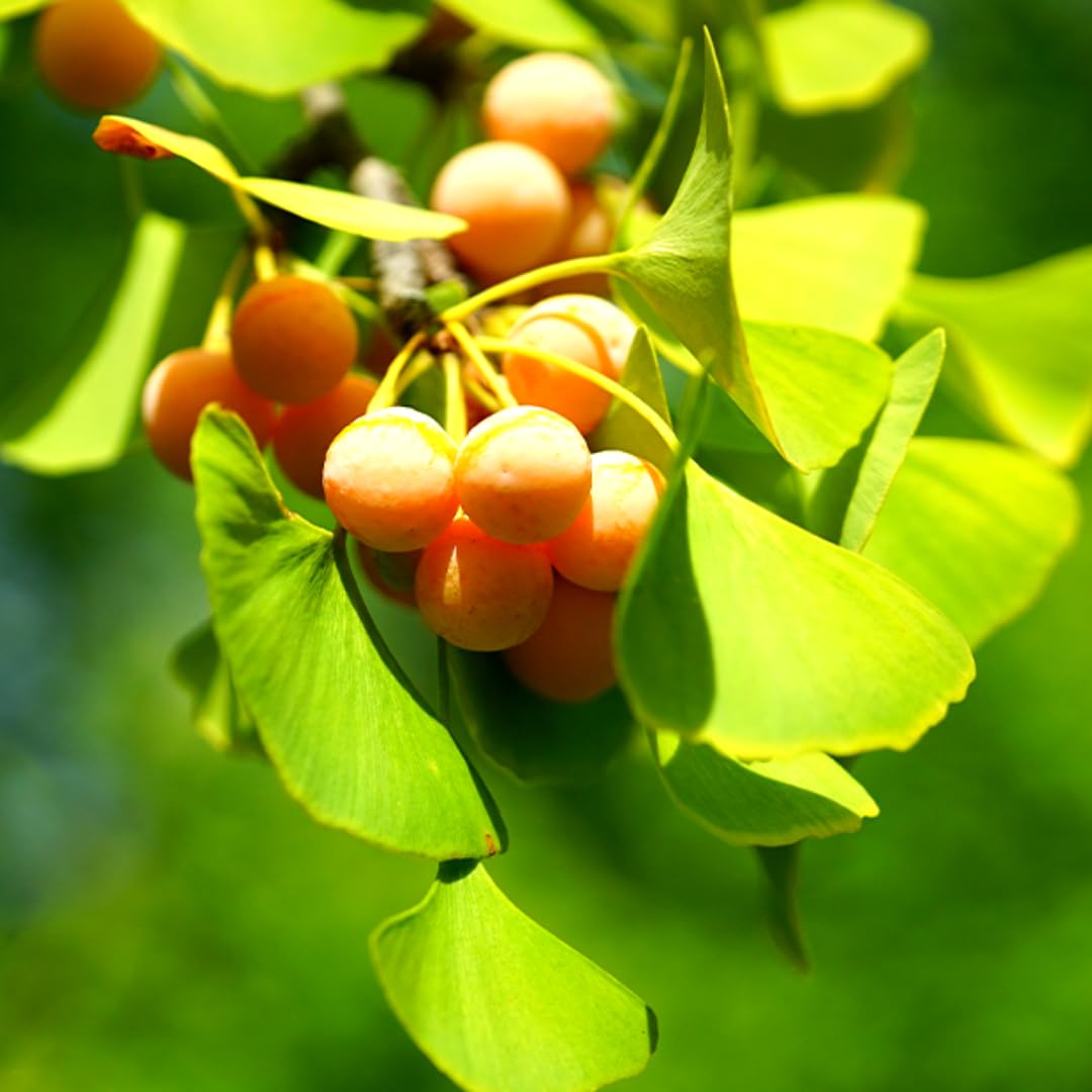 6-12" Ginkgo Biloba Tree Live Plant Seedling in Quart Pot, Ginkgo Tree Plant, Live Gingko Trees, Gingko Trees Seedlings, No CA