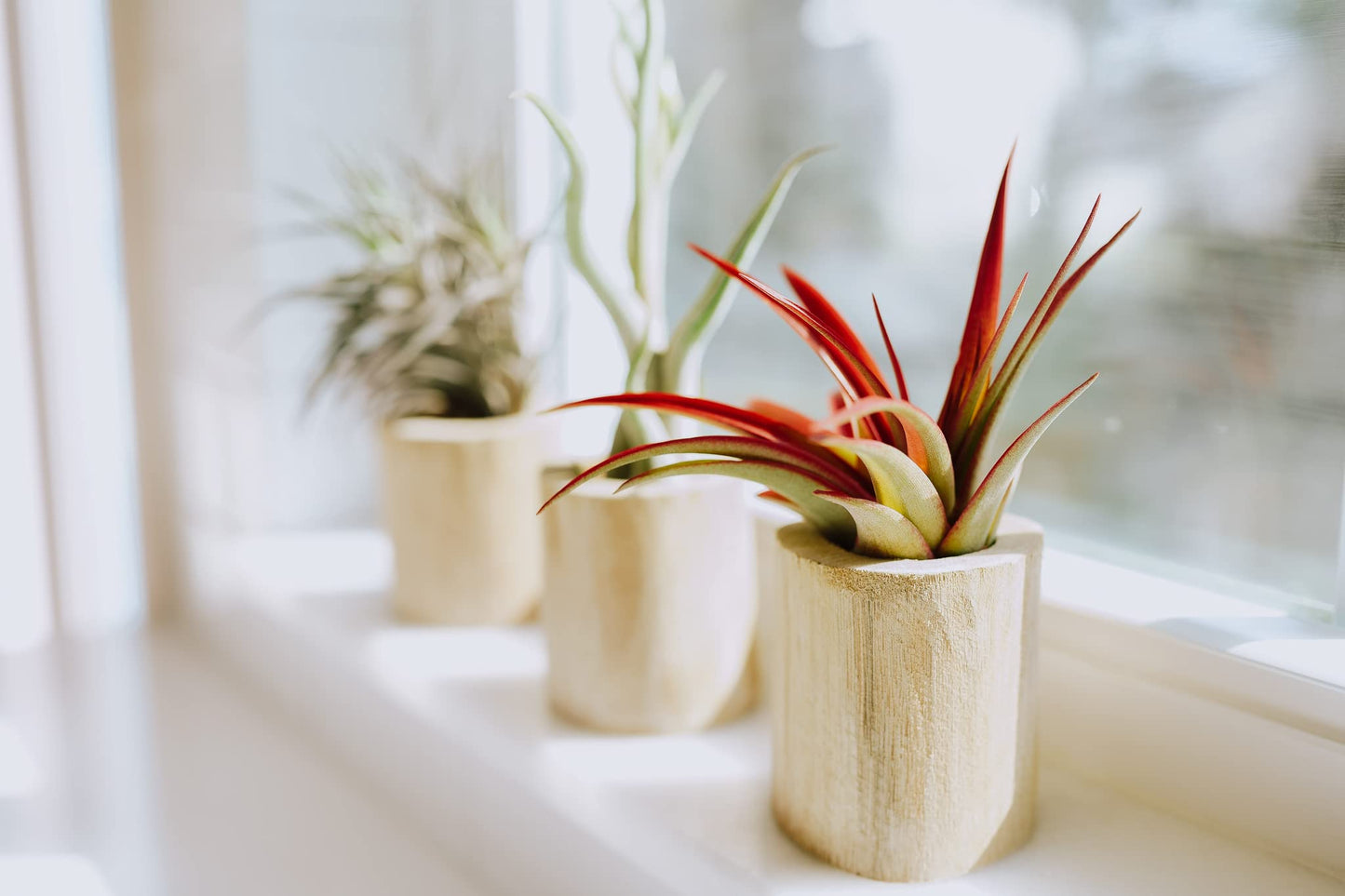 Air Plant Shop 3 Pack Large Bulbosa Belize Air Plants - Succulents - Live Tillandsia - Easy Care Indoor and Outdoor House Plants