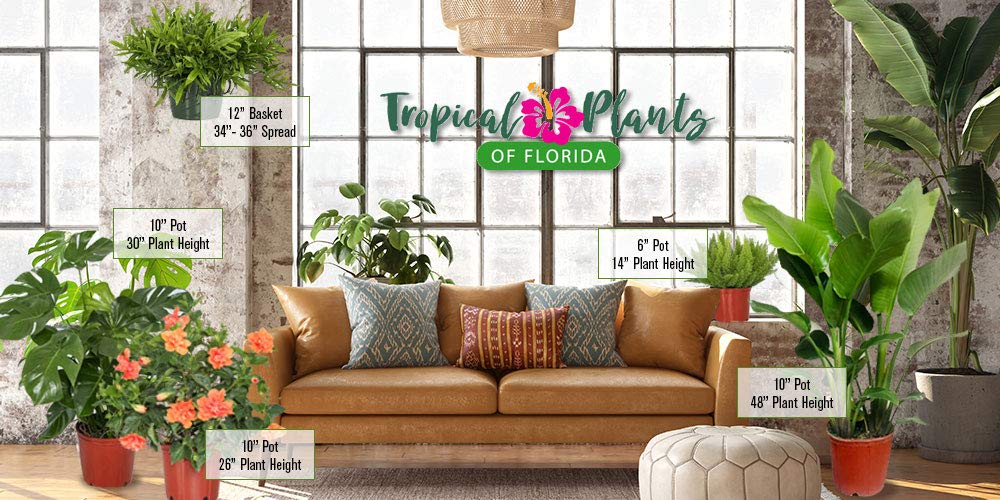 Hibiscus Live Plant - Yellow Hibiscus Bush - Flowering Plants - Yellow Ft. Myers - Overall Height 26" to 28" - (Plant Only)