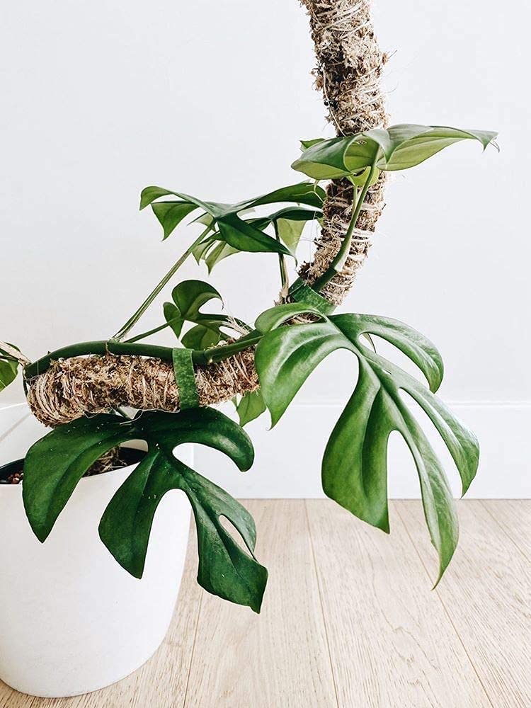Mossify Bendable Moss Pole 42'' Monstera Plant Support for Climbing Indoor Plants - 100% Sustainably Farmed Moss Pole for Plants Indoor Growth - Flexible Handmade Sphagnum Plant Poles Support