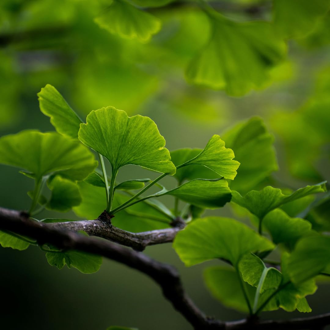 Ginkgo Tree Live Plant for Planting, 4 to 7 Inches Tall, Yellow Ginkgo Plant, Suitable for Garden or Landscape