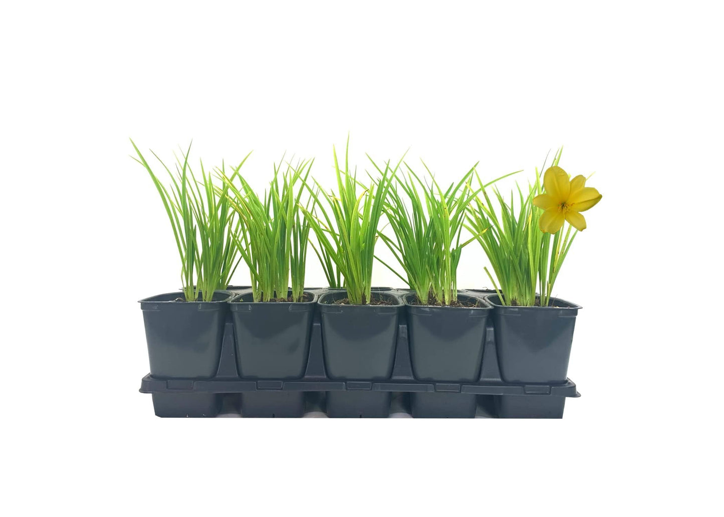 Daylily Yangtze | 3 Live Plants | Hemerocallis | Perennial Garden Favorite, Vibrant Blooms, Easy to Grow, Long Blooming Season, Low Maintenance, Ideal for Borders, Attracts Pollinators