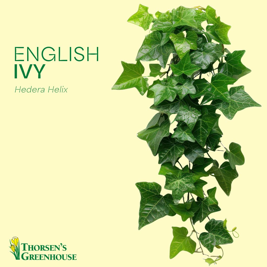 Live Green English Ivy Plant, Hedera Helix, Vining Plant, Live Indoor Plant, 4" Diameter Pot