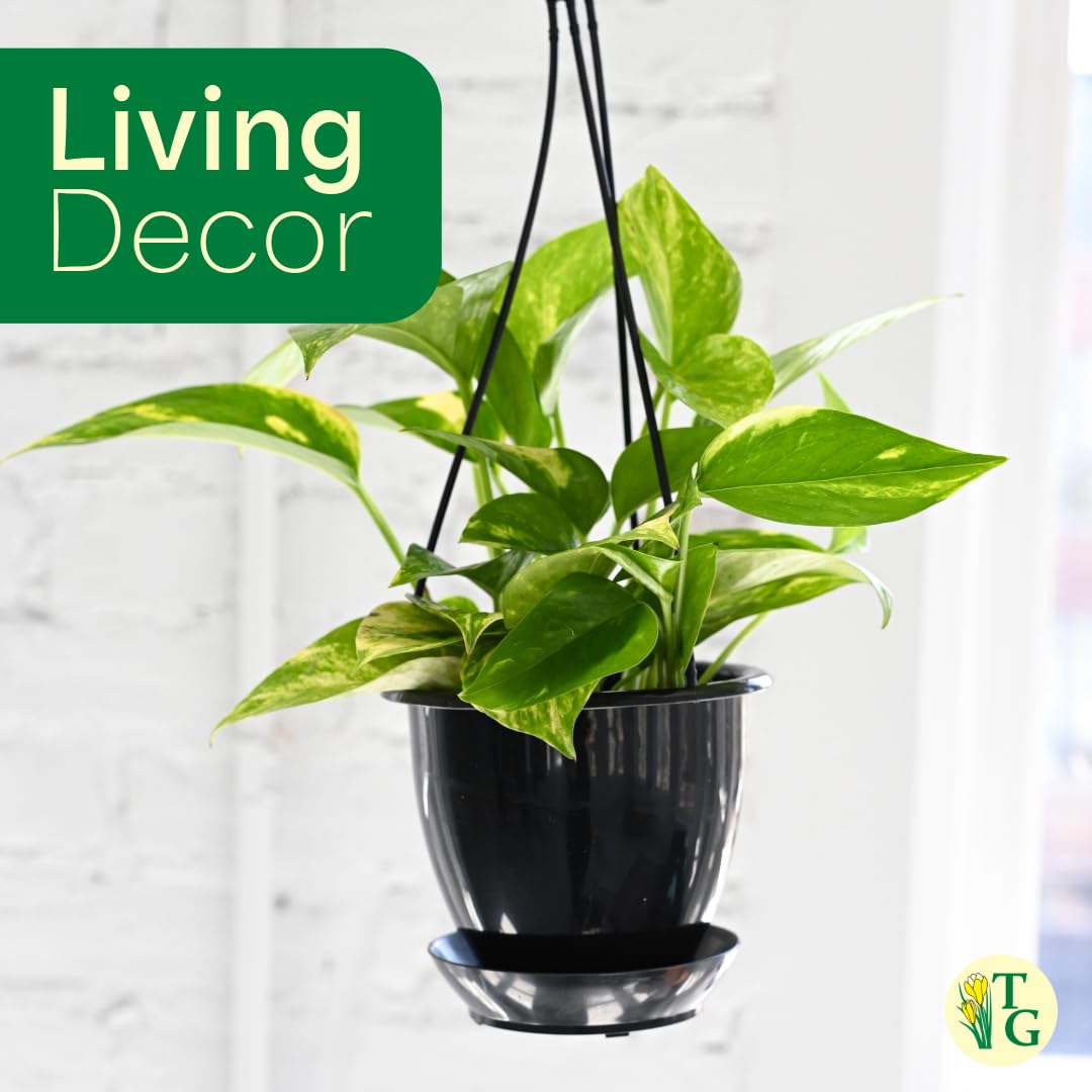 Thorsen's Greenhouse Golden Pothos, Live Indoor Vining Plant, Easy to Grow, Variegated Houseplant, Natural Air Purifier (Copper, 4-inch Pot)