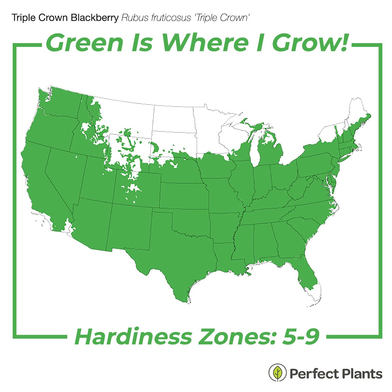 Perfect Plants Triple Crown BlackBerry Bush 1 Gallon | Live Vining Fruit for Outdoor Planting | Large Fruits for Home Gardens | Dark Purple Berries are Sweet & Healthy