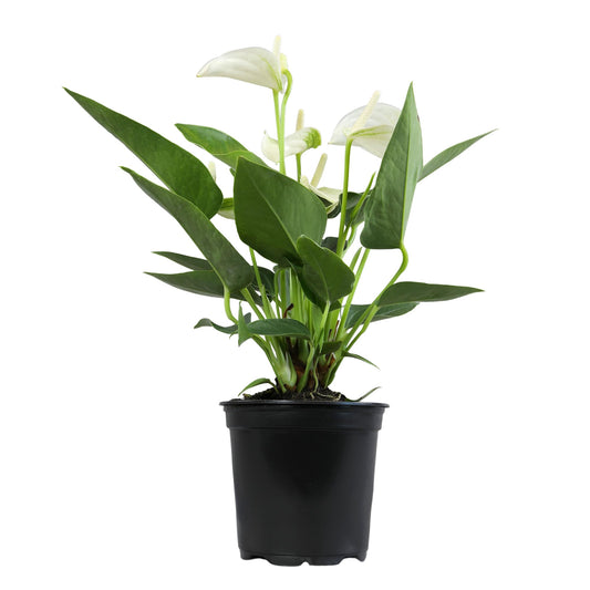 White Anthurium Live Plant (Approx. 11-14" Tall), Real Flowers/Unique House Plants in 4" Nursery Pot, Floral Desk Plant, Air Purifying Plants & Cool Gifts for Plant Lovers by Plants for Pets